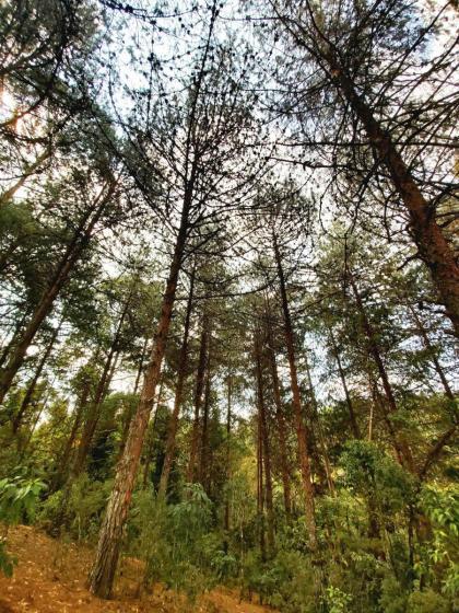 Recanto das Cerejeiras - image 22