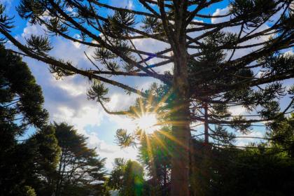 Pousada Hortelã - image 22